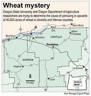wheat-mystery.jpg