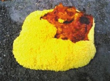 yellow-pancake-uf6.jpg