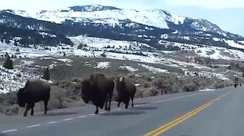 yellow-stone-buffalo.jpg